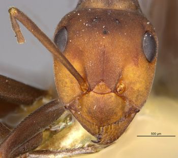 Media type: image;   Entomology 8917 Aspect: head